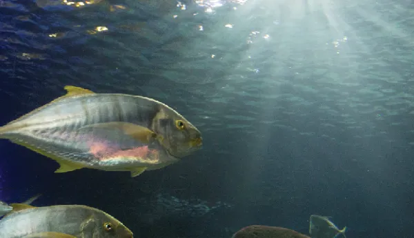 Sustainable Fisheries