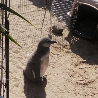 Little Blue Penguin at SEA LIFE Weymouth