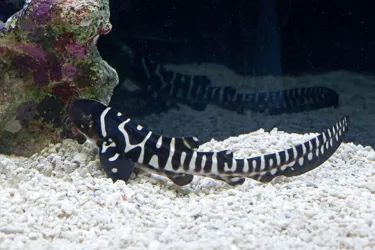 Medium 7608 LL Zebrasharkbaby2