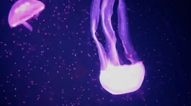 Jellyfish