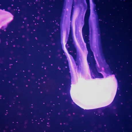 Jellyfish