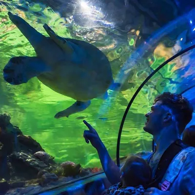 Turtle Ocean Tunnel