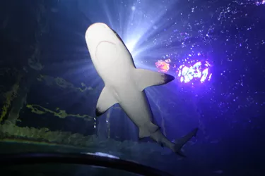 Shark in Ocean Tunnel