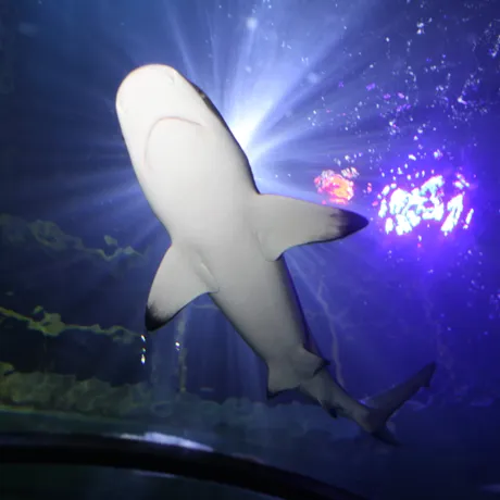 Shark in Ocean Tunnel