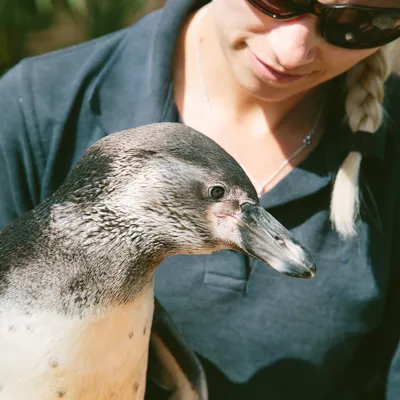 Penguin And Carer