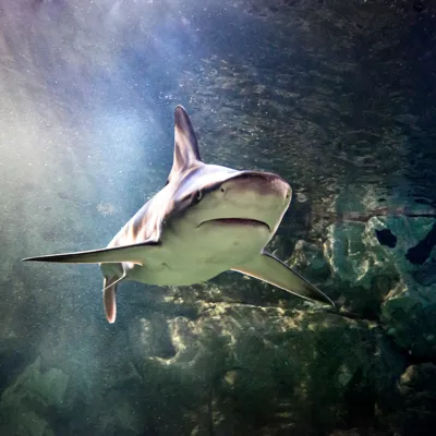 Black Tip Reef