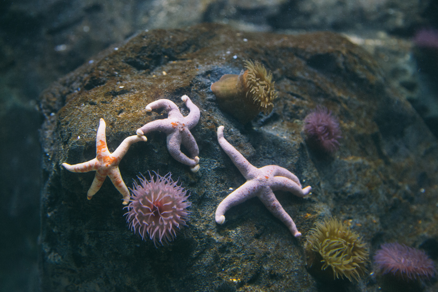 Starfish British waters at SEA LIFE