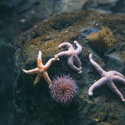 Starfish British waters at SEA LIFE