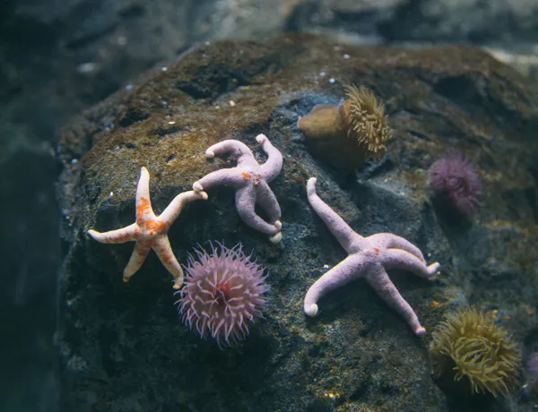 Starfish British waters at SEA LIFE