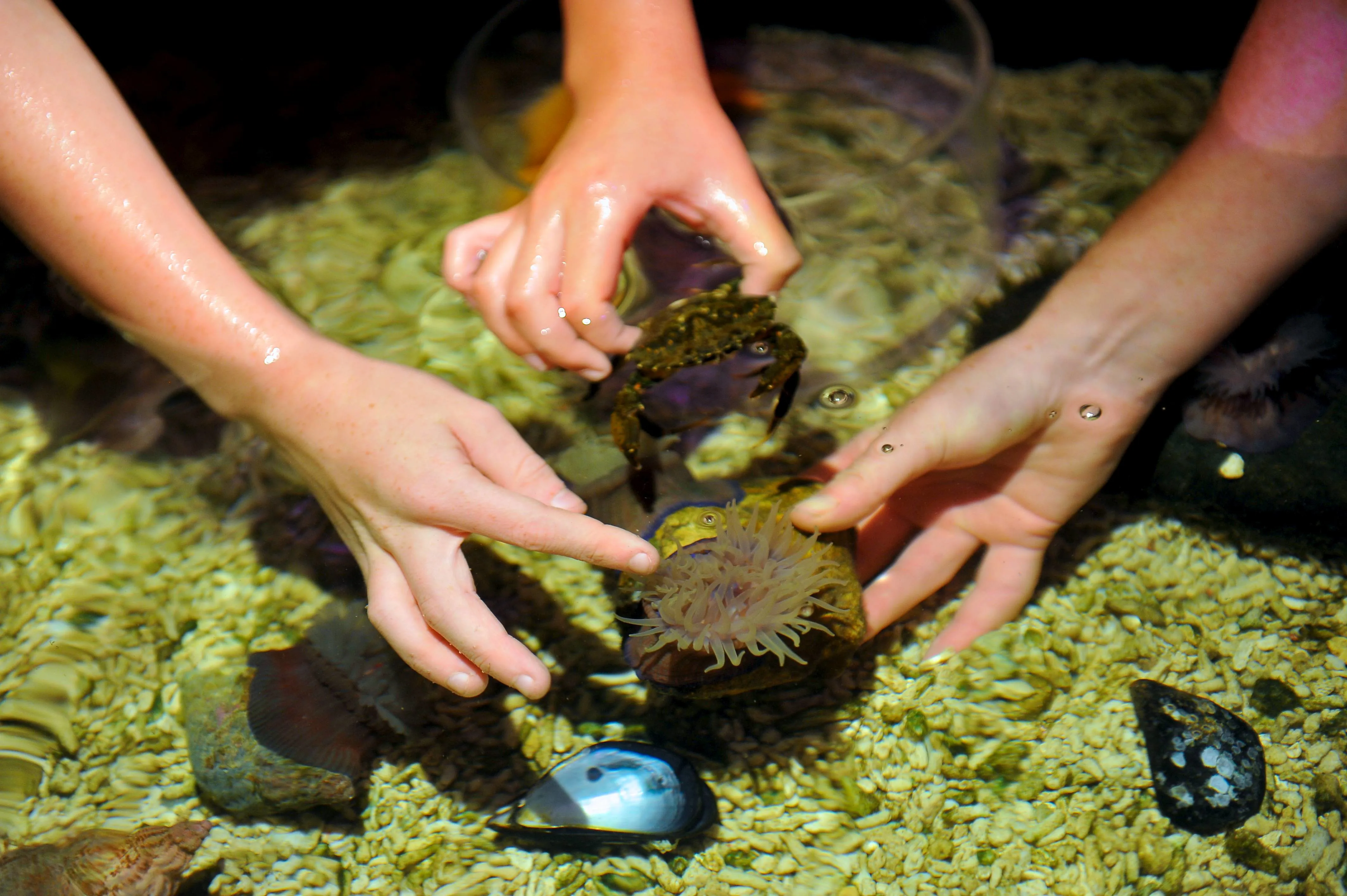 Rock pool at SEA LIFE