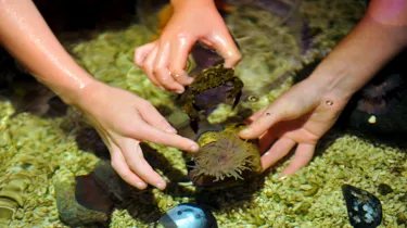 Rock pool at SEA LIFE