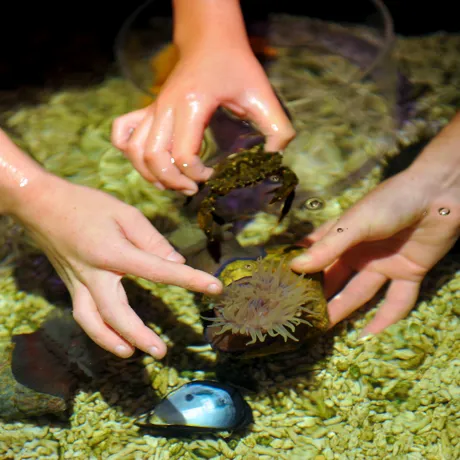 Rock pool at SEA LIFE