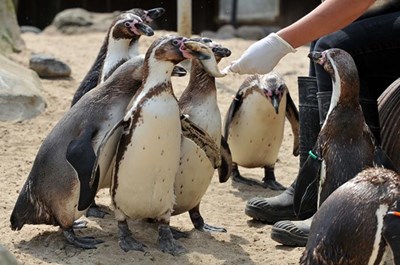 Humboldt Penguins at SEA LIFE Weymouth getting fed