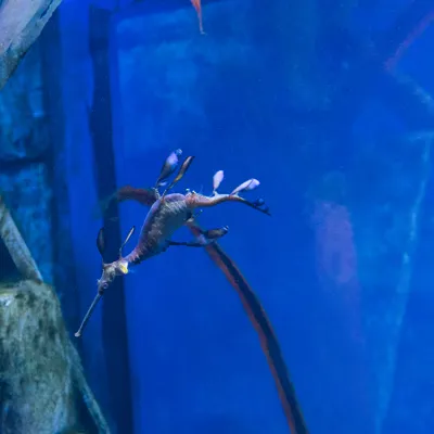 Weedy Sea Dragon