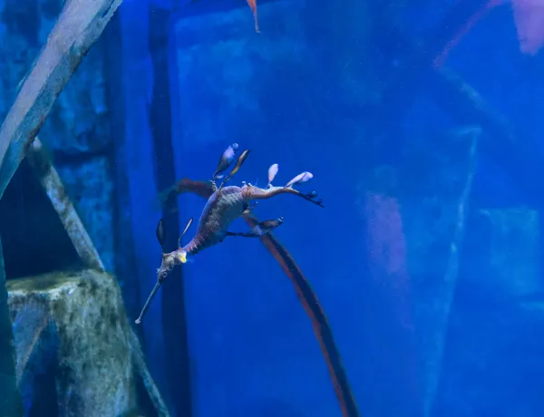 Weedy Sea Dragon