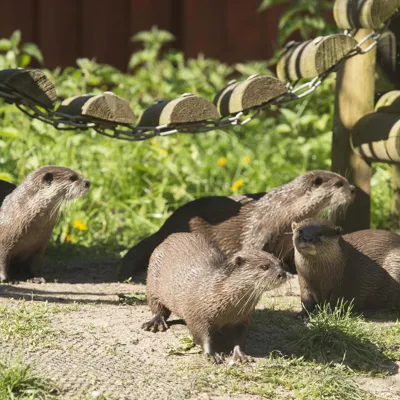 Otters Playing