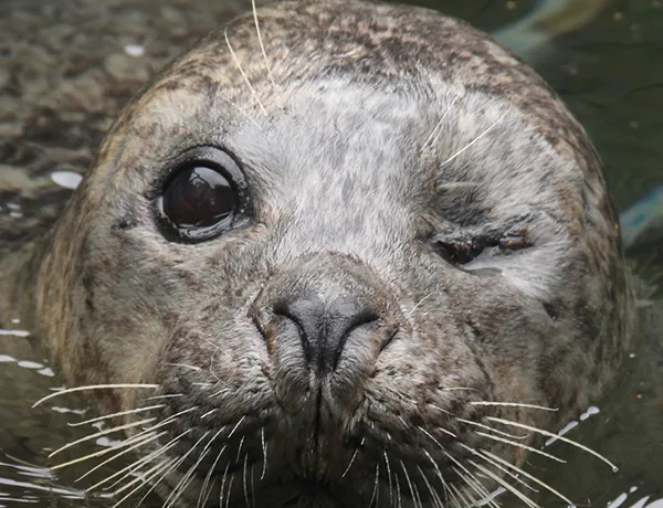 Baby seal