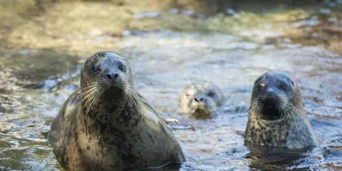 3 Seals