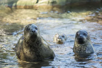 3 Seals