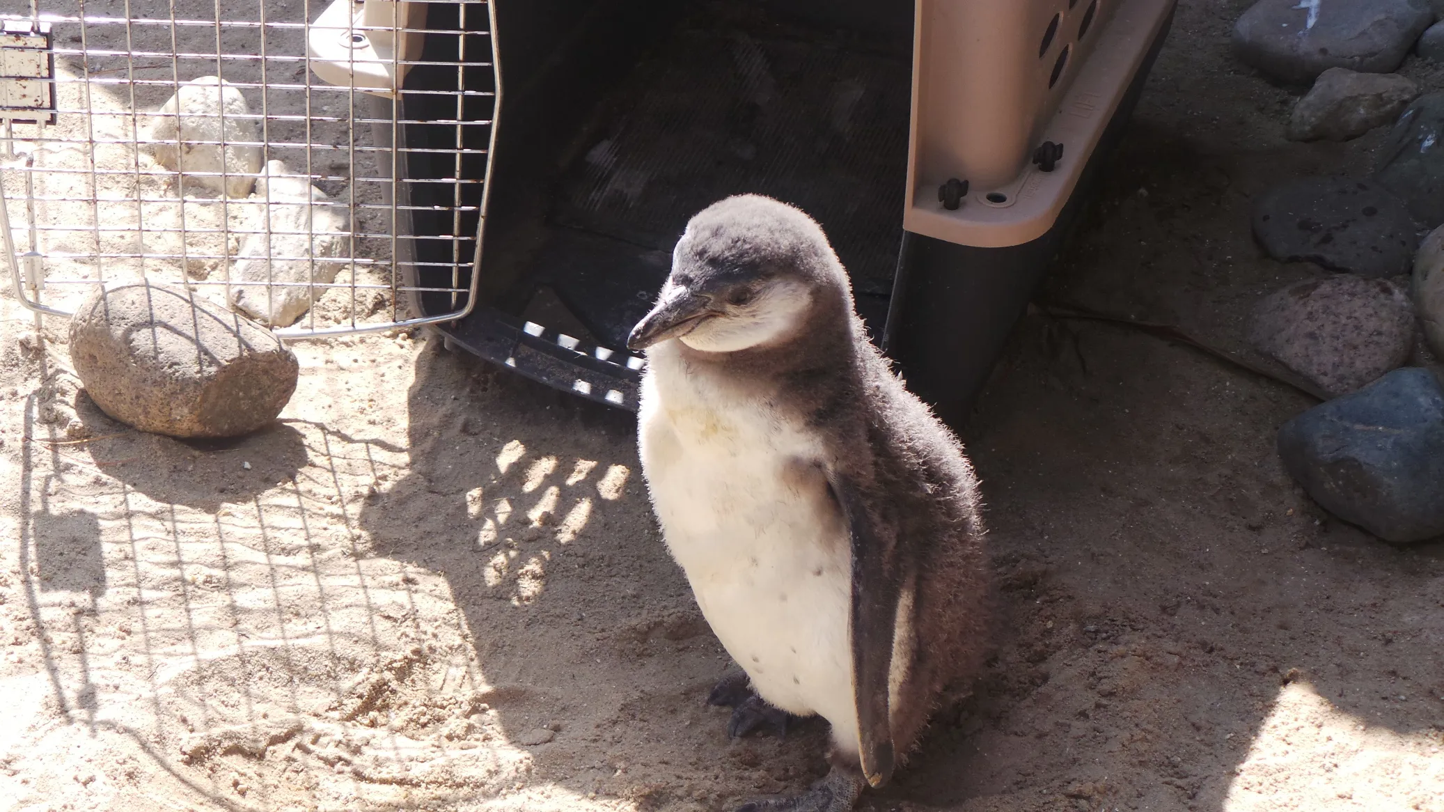 The smallest penguin in the world, Fairy Penguin at SEA LIFE Weymouth