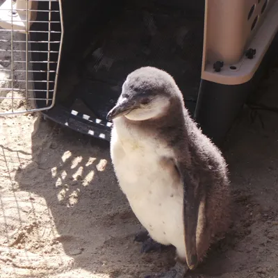 The smallest penguin in the world, Fairy Penguin at SEA LIFE Weymouth