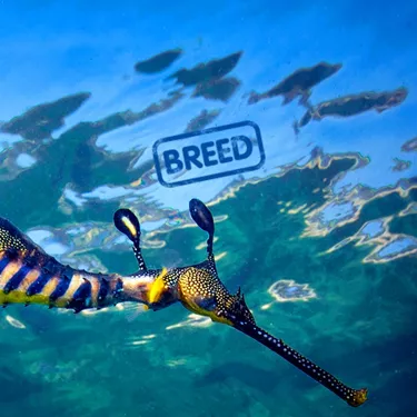 Breed Seadragons
