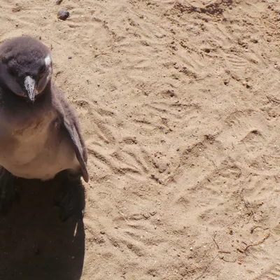 Fluffy Fariy Penguin at SEA LIFE Weymouth