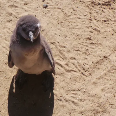 Fluffy Fariy Penguin at SEA LIFE Weymouth