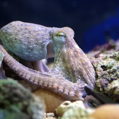 Octopus Vulgaris