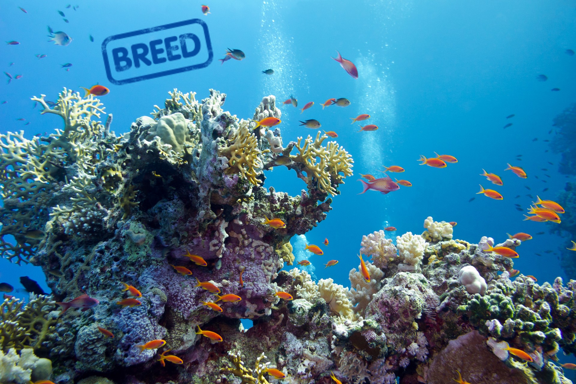 Breed Coral Reefs