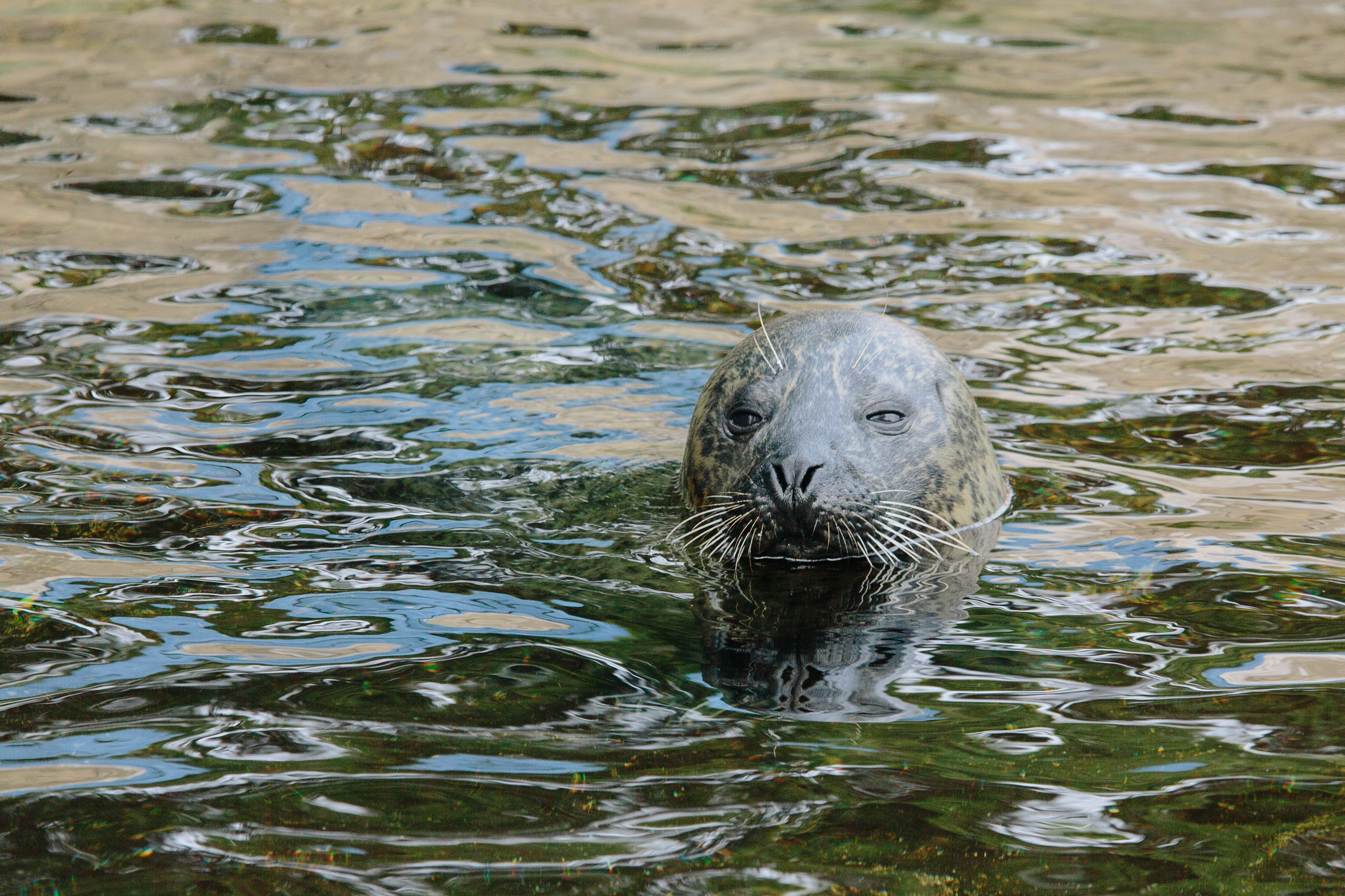 Seal In The Water
