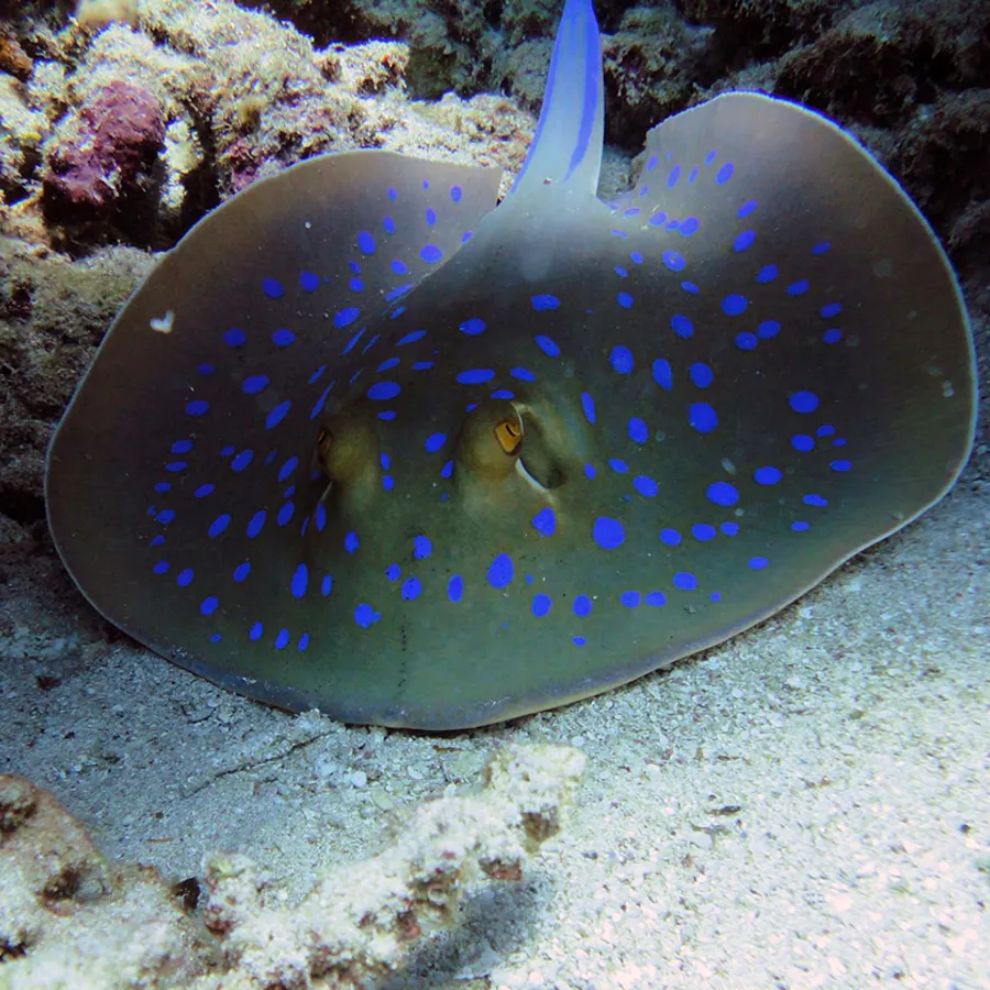 Meet The Rays | SEA LIFE Weymouth Aquarium