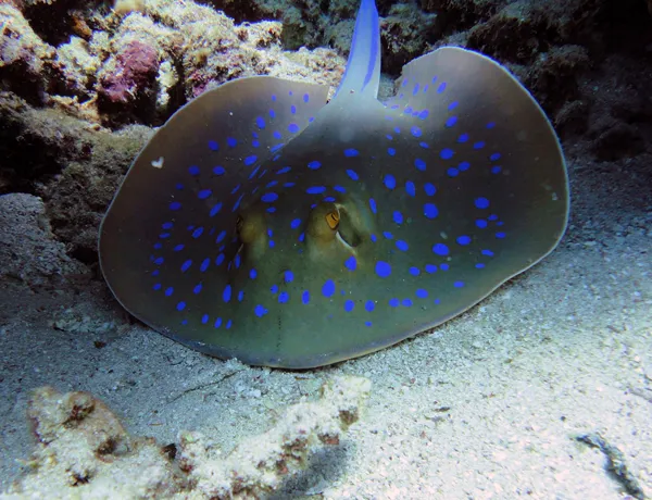 Blue Spot Stingray