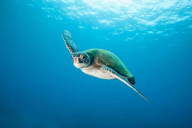10592 Green Sea Turtle Underwater