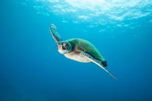 Turtle