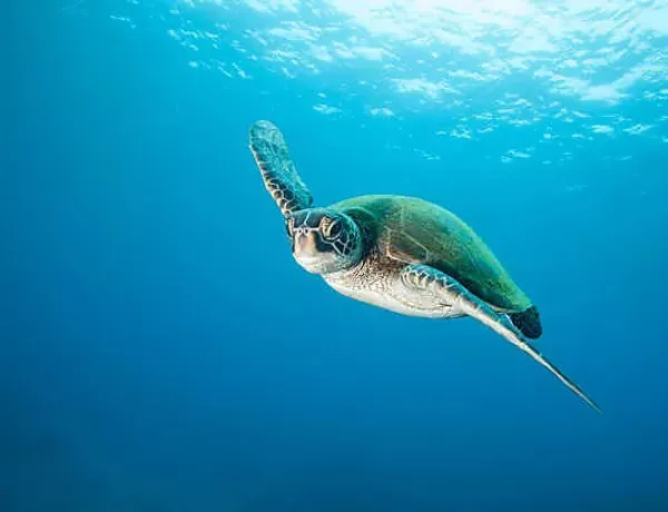 Turtle