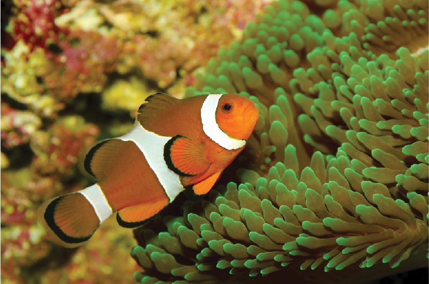 Clownfish - SEA LIFE