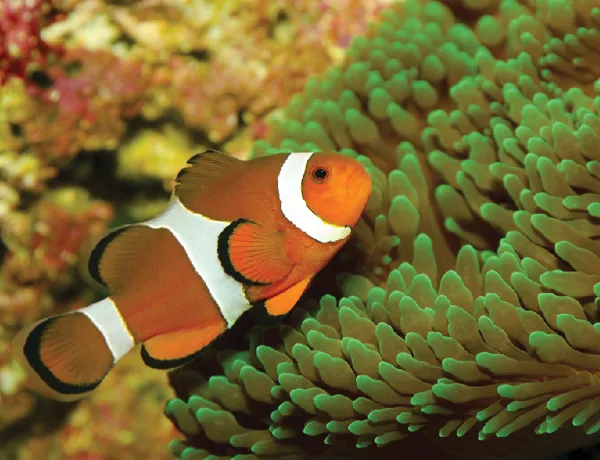Clownfish - SEA LIFE