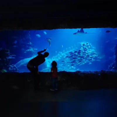 Ocean tank
