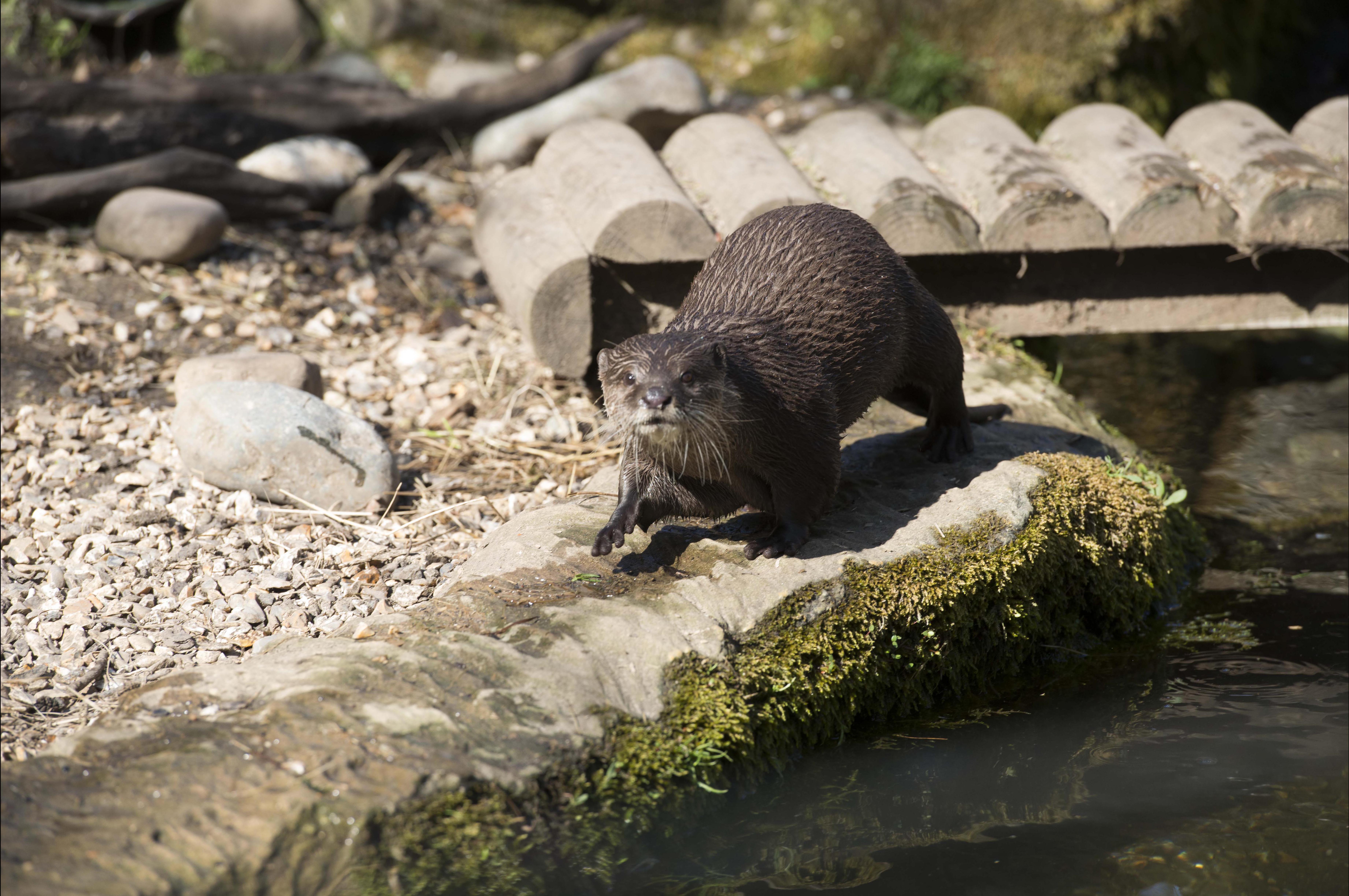 Asian short clawed otters at SEA LIFE Weymouth