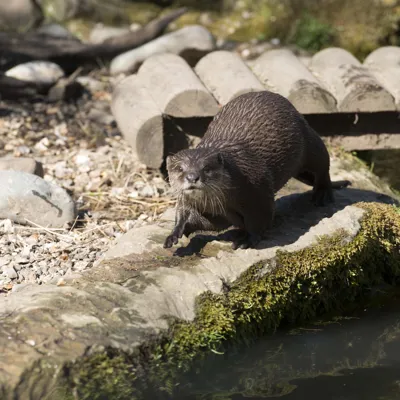 Asian short clawed otters at SEA LIFE Weymouth