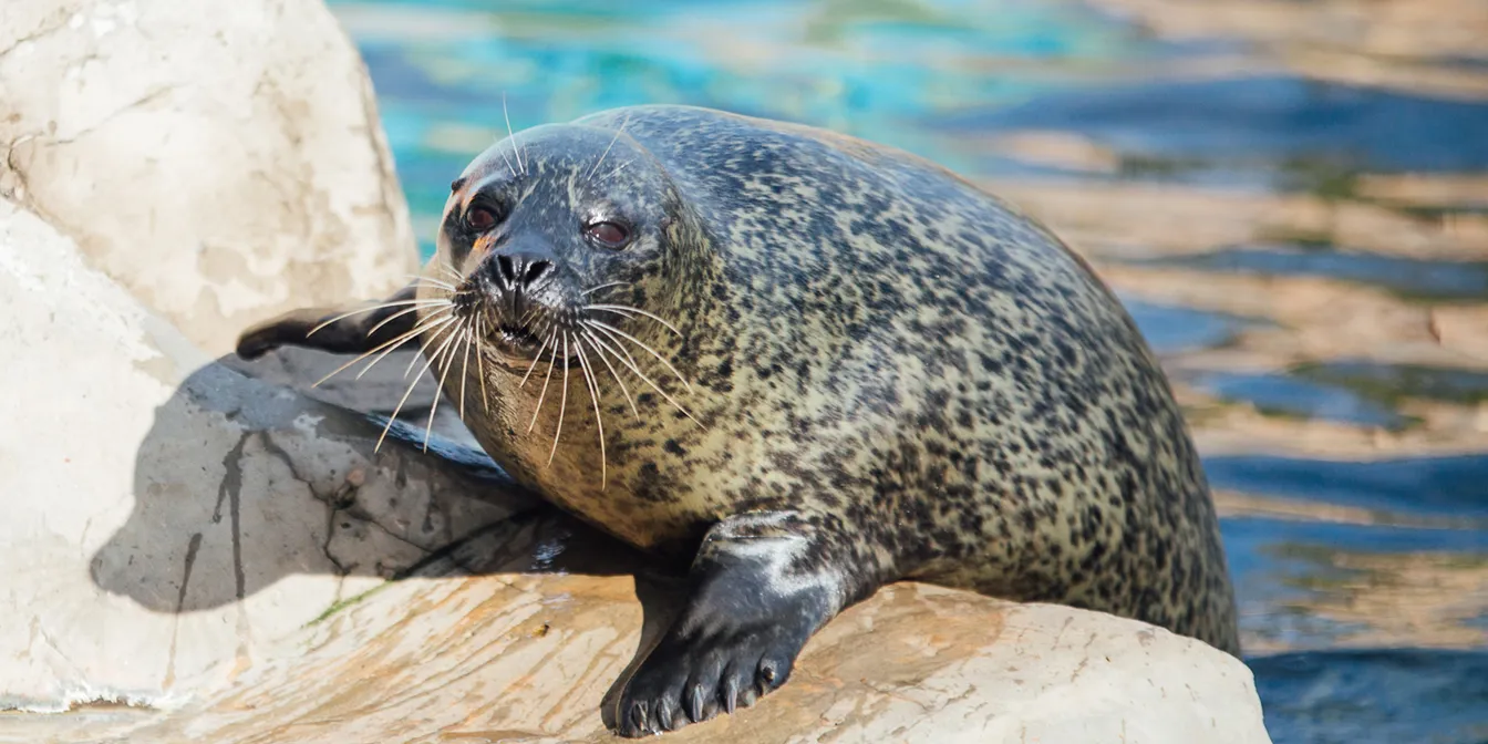 Otter Feed