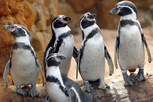 Humboldt Penguin Feed 2.1