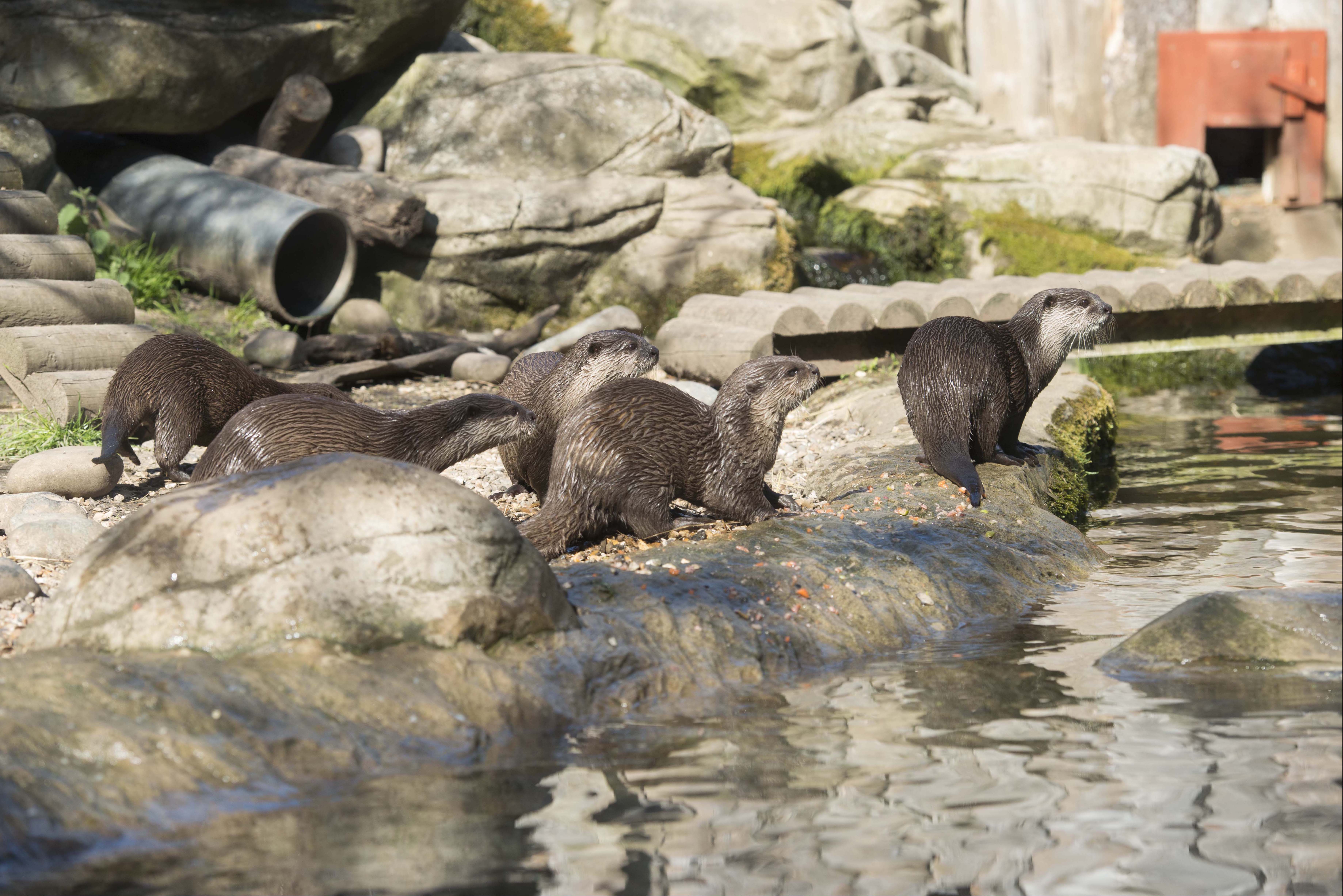 Group Of Otters