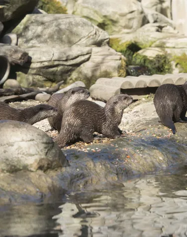 otters weymouth