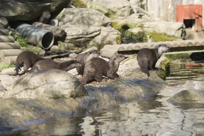 Group Of Otters