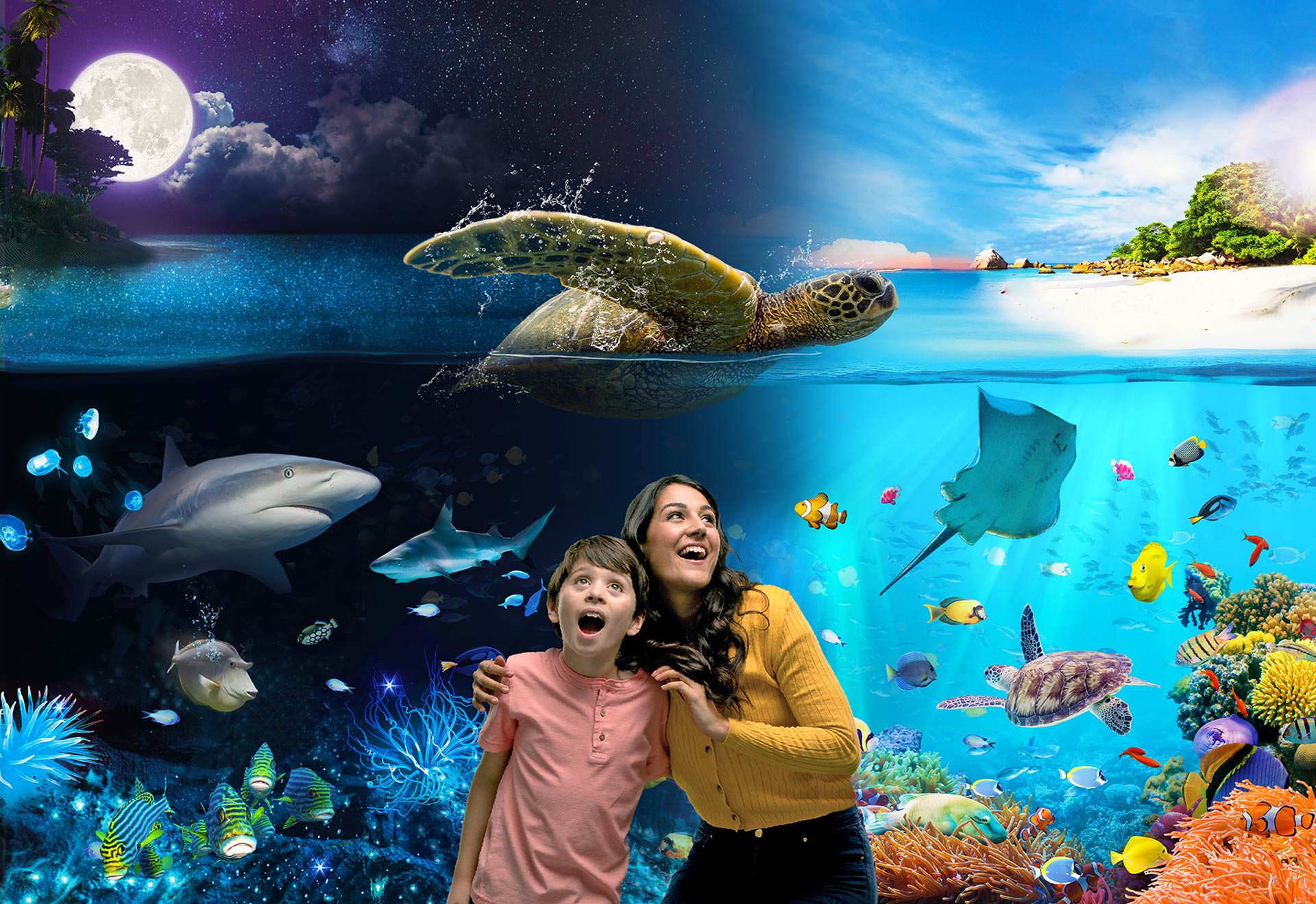 Discover our ocean by night and day at SEA LIFE Weymouth