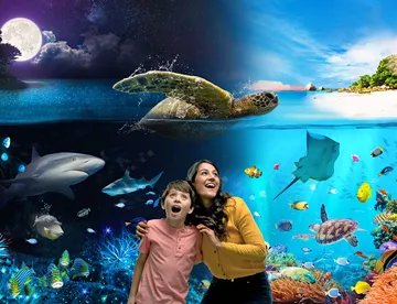 Discover our ocean by night and day at SEA LIFE Weymouth