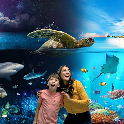 Discover our ocean by night and day at SEA LIFE Weymouth
