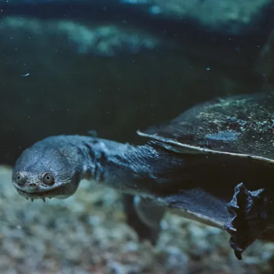 Pig-nosed Turtle